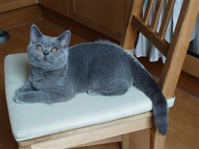 Ричард - 4 месяца