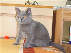 Настоящий британский медведь!!!!!