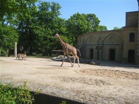 Жирафик гуляет