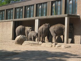 Слоны повернулись к нам...спинами