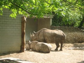 И носороги