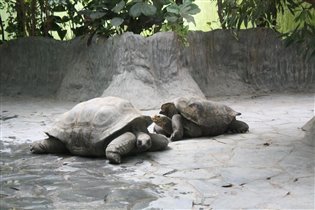 гигантские черепахи