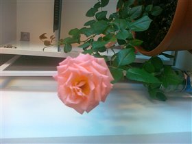 английская роза от Helen_sun