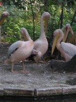 Пеликаны в зоопарке Варны
