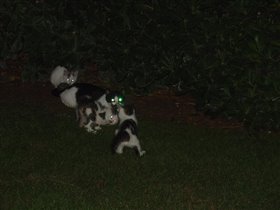Кошки с подсветкой :-)