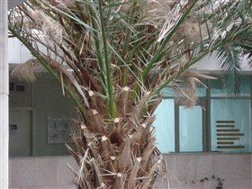 пальма в зимнем саду 