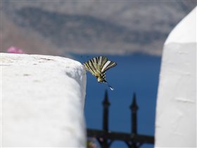 Греческая бабочка :)