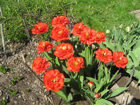 Тюльпан красный махровый пионоцветковый
