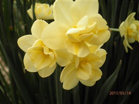 Нарцисс 'Yellow Cheerfulness'