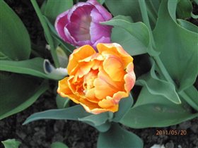 Тюльпан 'ORANGE PRINCESS'