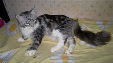 Кошак Сёма