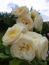 Uetersener Klosterrose