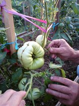 Многогнёздная паракарпная ягода-Зелёный pomo d'oro