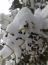 Ягоды в снегу