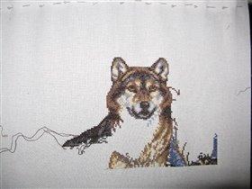 Волк.Начало