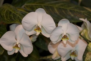 Орхидеи (Ботанический сад МГУ)