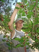 Первые ягоды дикой шелковицы.