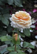 Роза чайно-гибридная Свит Леди (Sweet Lady) 