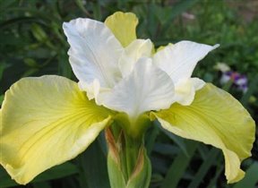 Японский ирис 'butter and sugar'