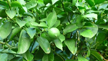 Лаймы или лимоны?