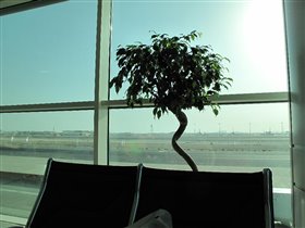 Вид на аэропорт Дохи из окна зала ожидания утром.