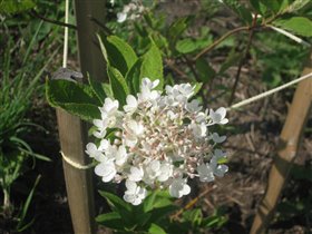 гортензия метельчатая (от снежинки)