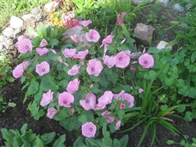 дача 1ый год