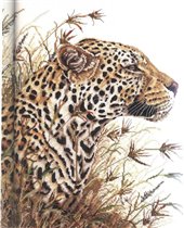 567800-01065 Leopard Safari