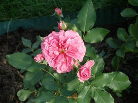 Роза Rosarium Uetersen 