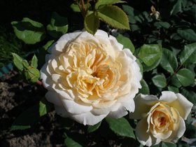 Роза Crocus Rose 