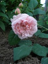  Роза Eglantyne 
