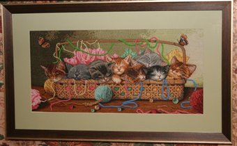 'Новорожденные котята' от Дименшенс