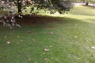 Белки в парке St James напротив Букингемского двор