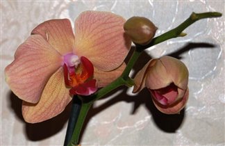 Фаленопсис №3 - 360р. цветок