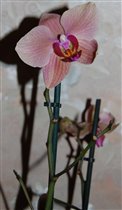 Фаленопсис №4 - 360р. цветок