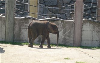 Маленький слоник)