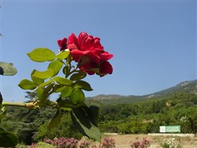роза в Никитском