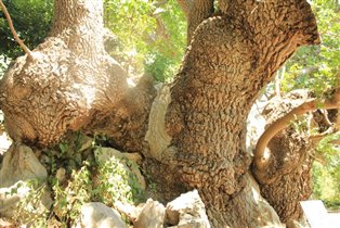 самое старое дерево Никитского сада