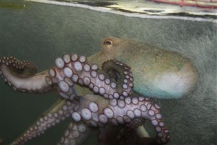 осьминожка в аквариуме ресторана