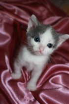 Маленькая авантюристка!