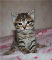 Серьезный пухлячок! НАШЕЛ СВОЙ ДОМ!