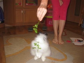 Любимая петрушечка)