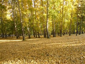 Осень листья рассыпает - золотую стаю..