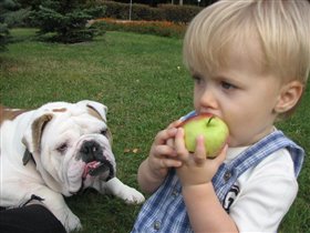 Очень хочется собаке яблочка:)