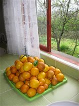 Абхазские лимоны.