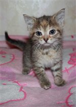 Эта милая киса уже нашла новый дом! 