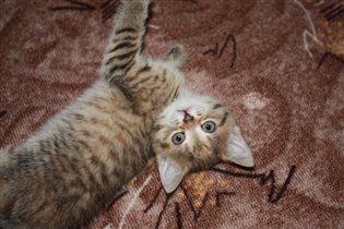 Нашла новый дом!