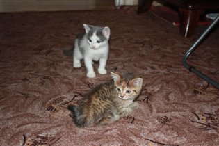 Сестрички в игре