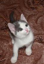 Бело-серая кошечка