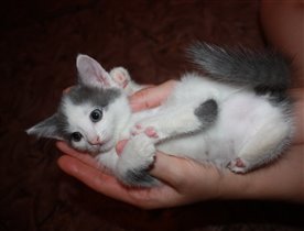 Очень милая кошечка!